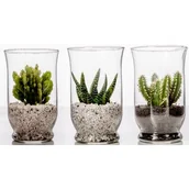 Kwiaty doniczkowe - Sukulent w szkle - miniaturka - grafika 1