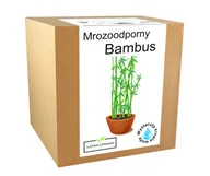 Nasiona i cebule - Bambus Zestaw Do Uprawy Bambus Mrozoodporny - 20 C - miniaturka - grafika 1