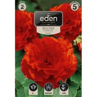 Nasiona i cebule - Begonia bulwiasta podwójna czerwona 2 sztuki Eden - miniaturka - grafika 1