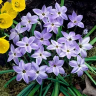Nasiona i cebule - Ipheion Ifejon Wisley Blue 10 szt cebulki - miniaturka - grafika 1
