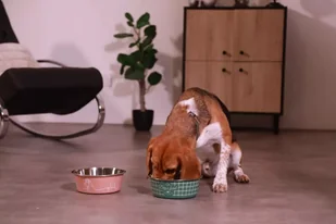 ZOLUX Antypoślizgowa miska dla psa FOOD kol. zielony 1700ML - Miski dla psów - miniaturka - grafika 11