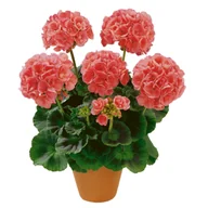 Kwiaty doniczkowe - Pelargonia rabatowa wys. 25 cm don. 12 cm - miniaturka - grafika 1
