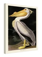 Obrazy i zdjęcia na płótnie - American White Pelican - obraz na płótnie - miniaturka - grafika 1