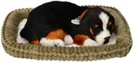 Maskotki i pluszaki - Perfect Petzzz Oddychający Berneńczyk do - miniaturka - grafika 1