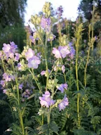 Nasiona i cebule - Wielosił błękitny sadzonka oczko wodne kompozycje - miniaturka - grafika 1