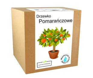 Zestaw do uprawy Pomarańcza drzewko pomarańczowe - Nasiona i cebule - miniaturka - grafika 1