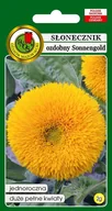 Nasiona i cebule - Słonecznik ozdobny niski Sonnengold 2 g PNOS - miniaturka - grafika 1
