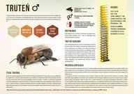 Akcesoria BHP - Średnia tablica edukacyjna TRUTEŃ - wzór F248 - miniaturka - grafika 1