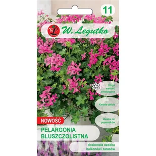 PELARGONIA BLUSZCZOLISTNA fioletowa NASIONA p. 12153959 - Nasiona i cebule - miniaturka - grafika 1