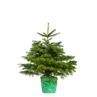 Choinki - Jodła Kaukaska ukorzeniona 80-100 cm - miniaturka - grafika 1