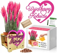 Nasiona i cebule - Zestaw do Uprawy TRAWA PAMPASOWA Róż Dzień Kobiet - miniaturka - grafika 1