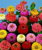 Nasiona i cebule - CYNIA DALIOWA KARŁOWA LILIPUT - 0,5 GRAMA NASION - miniaturka - grafika 1