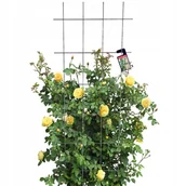 Kratki i pergole - Krata Ogrodowa Na Kwiaty Do Roślin Pnących 60x150 - miniaturka - grafika 1