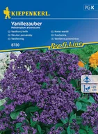 Nasiona i cebule - Kwiat Wanilii Vanillezauber 8730 - miniaturka - grafika 1