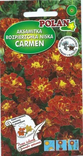 Aksamitka niska pełna Carmen 1 g POLAN - Nasiona i cebule - miniaturka - grafika 1