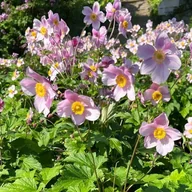 Nasiona i cebule - Anemon Zawilec Robustissima 1 szt. doniczka P11 - miniaturka - grafika 1