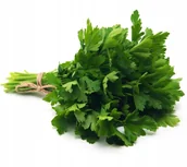 Nasiona i cebule - PIETRUSZKA NACIOWA FESTIVAL 68 NASIONA WARZYW 5G p.82247CIN0DX ST; 0115251CIN0FX ST; - miniaturka - grafika 1