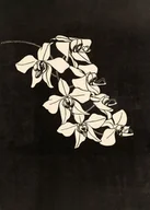 Plakaty - Plakat czarno-biały Orchidea 1916 Samuel Jessurun de Mesquita - miniaturka - grafika 1