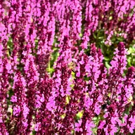 Nasiona i cebule - Szałwia omszona Różowa 'New Dimension Rose' (Salvia nemorosa) W Doniczce - miniaturka - grafika 1