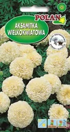 Nasiona i cebule - Aksamitka wielkokwiatowa niska biała 0.5 g POLAN - miniaturka - grafika 1