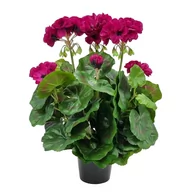 Sztuczne kwiaty - PELARGONIA SZTUCZNA W DONICZCE (613.06) PURPURA sztuczne kwiaty na balkon na taras - miniaturka - grafika 1