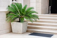 Kwiaty doniczkowe - Palma Cycas revoluta Sagowiec odwinięty Gigant P24 - miniaturka - grafika 1