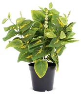 Sztuczne kwiaty - Roślina Dekoracyjna - miniaturka - grafika 1