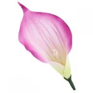 Zabawki kreatywne - [68kr19412] Główka kwiatowa calla amarantowa 12cm - miniaturka - grafika 1