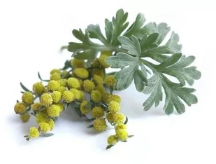 EQUIHERBS Piołun ziele 1 kg - Akcesoria jeździeckie - miniaturka - grafika 1