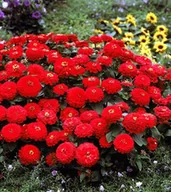 Nasiona i cebule - CYNIA DALIOWA CZERWONA NASIONA KWIATÓW ROŚLIN OZDOBNYCH p. 2H56; 4H56; - miniaturka - grafika 1