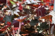 Nasiona i cebule - Żurawka amerykańska Palace Purple Select - Heuchera americana - miniaturka - grafika 1