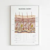 Meble i wyposażenie gabinetów medycznych - Plakat anatomiczny - BUDOWA SKÓRY - miniaturka - grafika 1