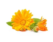 Pasze dla zwierząt - Nagietek EQUIHERBS kwiat 1000g - miniaturka - grafika 1