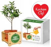 Nasiona i cebule - Zestaw do uprawy OLIWKA prezent na Walentynki - miniaturka - grafika 1