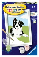 Zabawki kreatywne - Maluj numerami - szczeniak border collie - miniaturka - grafika 1