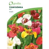 Nasiona i cebule - Tygrysówka pawia mix 10szt. cebulki kwiatów Geolia - miniaturka - grafika 1