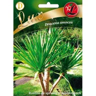 Nasiona i cebule - Dracena smocza W.Legutko - miniaturka - grafika 1