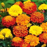 Aksamitka wysoka mix nasiona kwiatów nasiona aksamitki