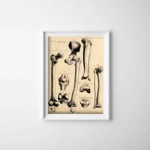 Retro plakat Anatomia człowieka John Fotherby - Plakaty - miniaturka - grafika 1
