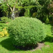 Kwiaty doniczkowe i cięte - Wierzba purpurowa 'Nana' Miniaturka (Salix purpurea) Doniczka 2.0L - miniaturka - grafika 1