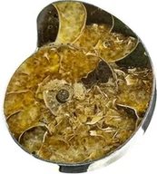 Pierścionki - Amonit Oryginalny Pierścionek Srebro R 10-26 Unikat - miniaturka - grafika 1