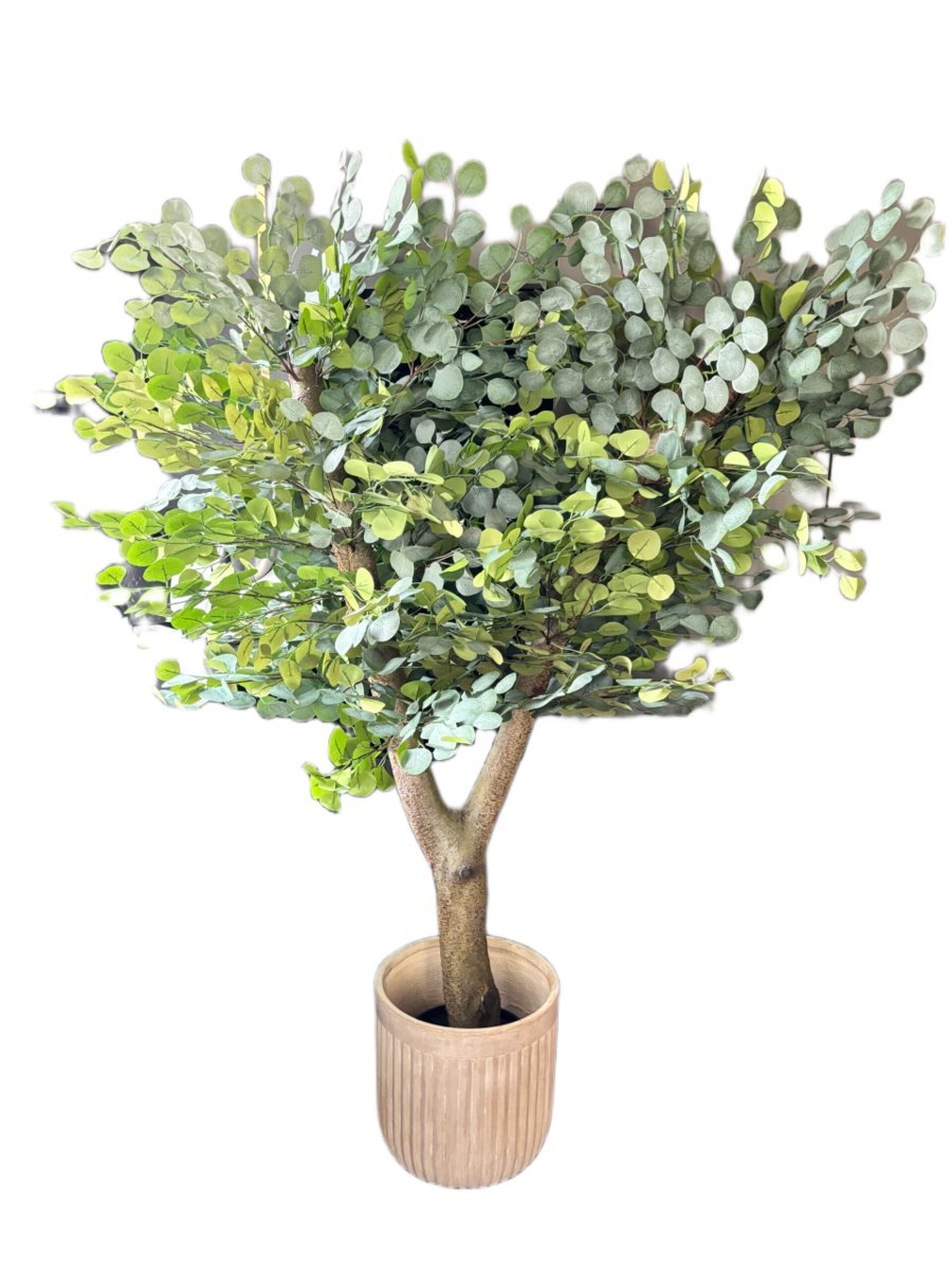Drzewo eukaliptusa na naturalnym grubym pniu 180 cm
