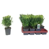 Kwiaty doniczkowe - Bukszpan D9 - miniaturka - grafika 1