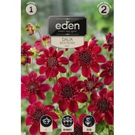 Nasiona i cebule - Dalia karłowa balkonowa Inca 1 sztuka Eden - miniaturka - grafika 1