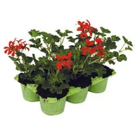 Kwiaty doniczkowe - Pelargonie bluszczolistne w 6-paku - miniaturka - grafika 1