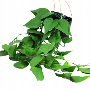 SZTUCZNA ROŚLINA ZWISAJĄCA-DEKORACYJNY BLUSZCZ - Sztuczne kwiaty - miniaturka - grafika 1