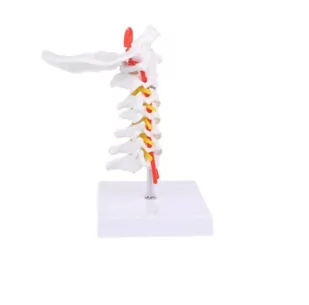 Model kręgu szyjnego człowieka - 3D - Mały naukowiec - miniaturka - grafika 1
