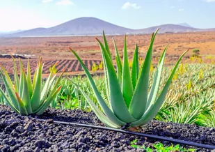 ALOE VERA ,   ALOES  LECZNICZY,  DUŻY~  40 cm - Kwiaty doniczkowe - miniaturka - grafika 1