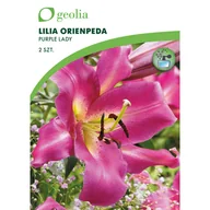 Nasiona i cebule - Lilia drzewiasta Purple lady 2szt. cebulki kwiatów Geolia - miniaturka - grafika 1