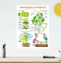 Naklejka na ścianę: Budowa roślin i fotosynteza - Pomoce naukowe - miniaturka - grafika 1
